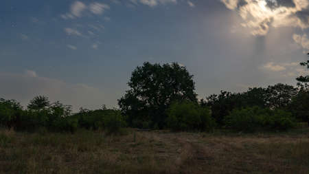 Old oak tree at nightの写真素材