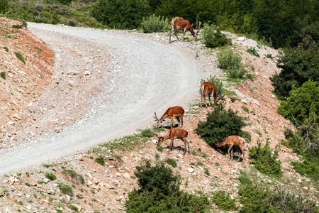 A herd of deer grazes on a mountain slopeの写真素材