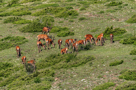 A herd of deer grazes on a mountain slopeの写真素材