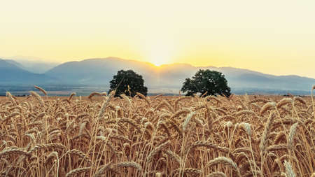Tree in a wheat field in front of mountainsの写真素材