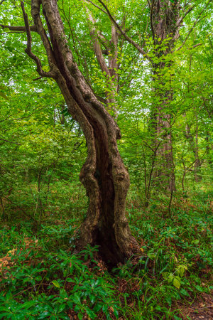 Old crooked tree in the green forestの写真素材