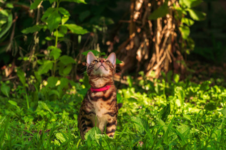 Beautiful young bengal cat in the gardenの写真素材