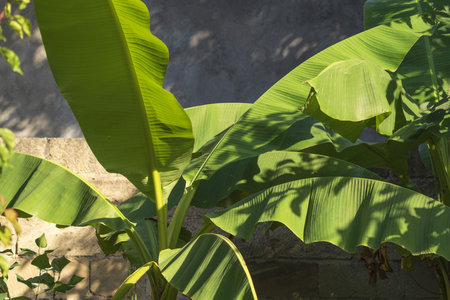 banana bush in the gardenの写真素材