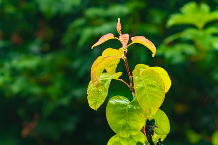 Wet green leaves after rainの写真素材