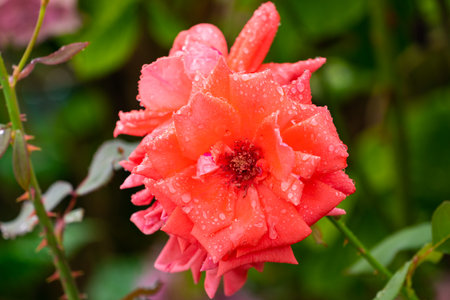 Raindrops on a rose flowerの写真素材