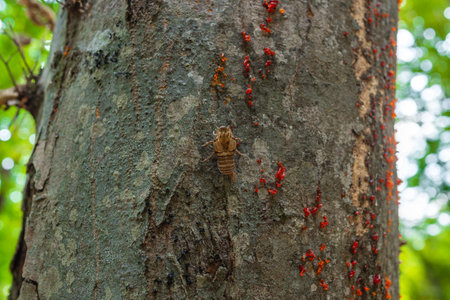 Butterfly larva on a tree trunkの写真素材