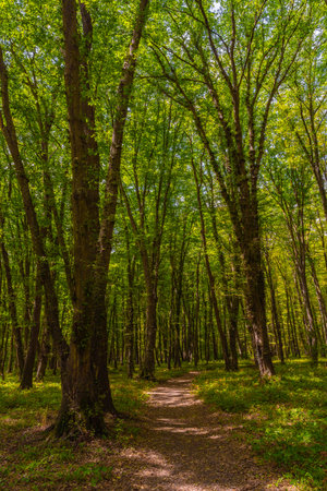 Path in the green dense sunny forestの写真素材