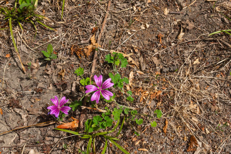 Common Mallow flowers in gardenの写真素材