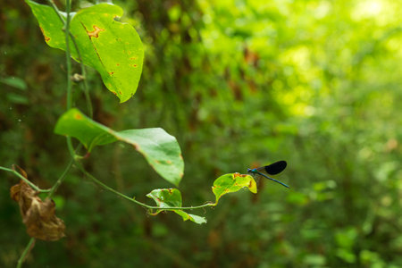 Dragonfly sits on a leafの写真素材