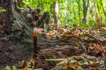 Thin parasitic mushroom in the forestの写真素材