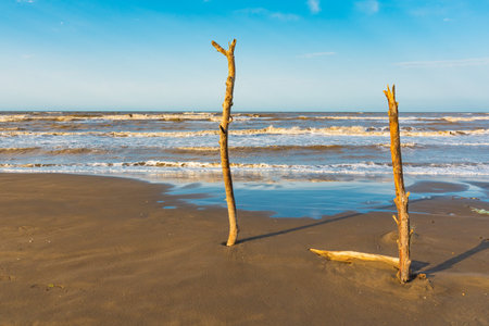 Old snag on the sea shoreの写真素材