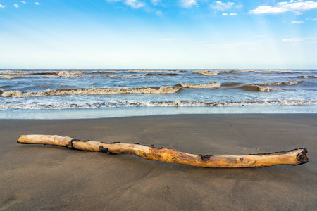 Old snag on the sea shoreの写真素材