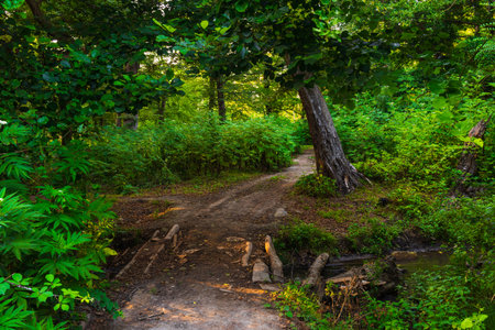 Wooden bridge across a small river in the forest