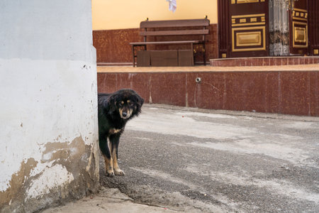 Lonely sad dog on the street of the old cityの写真素材