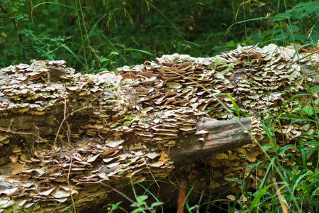 Parasitic mushrooms on a tree trunkの写真素材