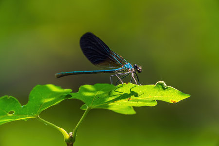 Dragonfly sits on a leafの写真素材