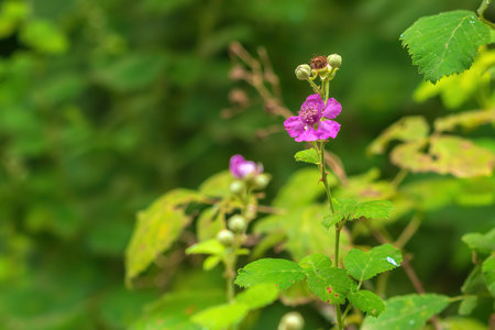 Blackberry flowers in the gardenの写真素材