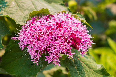 Clerodendrum bungei flowers in gardenの写真素材
