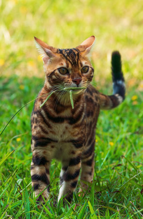 Beautiful young bengal cat in the gardenの写真素材