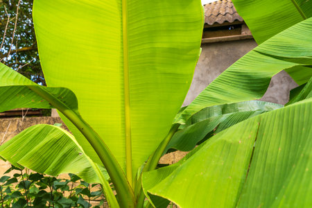 banana bush in the gardenの写真素材