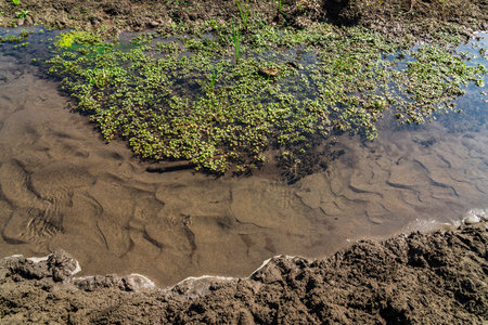Small swamp with clean waterの写真素材