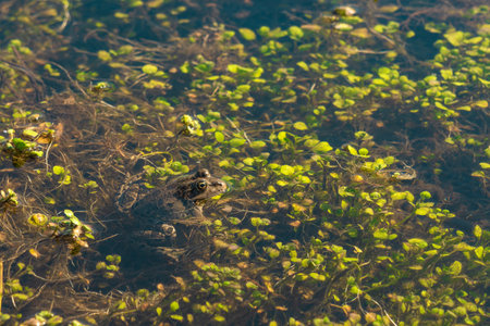 Frog among the duckweed in the swampの写真素材