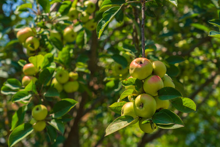 Ripening apples on a branchの写真素材