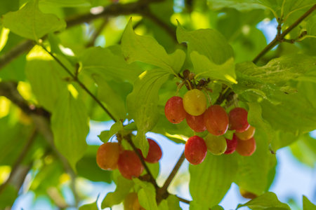 Dogwood berry on a branchの写真素材