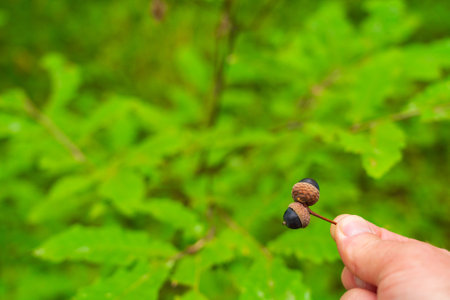 Acorns in hand on green nature backgroundの写真素材