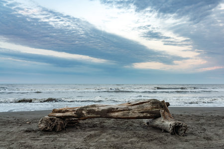 Old snag on the sea shoreの写真素材