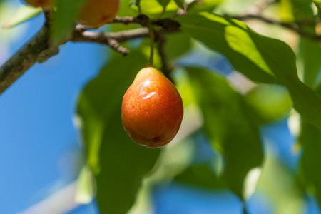 dogwood berry on a branchの写真素材
