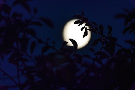 Tree branches against the backdrop of the full moonの写真素材