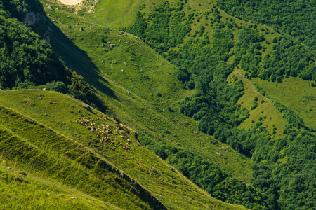 Herd of sheep on the mountainsideの写真素材