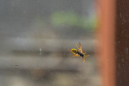 Wasp on the window glassの写真素材