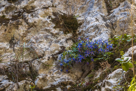 Small blue flowers on a mountain slopeの写真素材