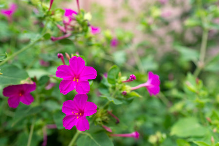 Blooming Mir?bilis flower in gardenの写真素材