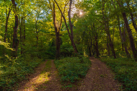 Path in the green dense sunny forestの写真素材