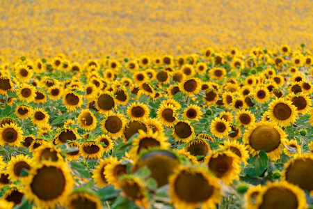 Blooming sunflower in a farm fieldの写真素材