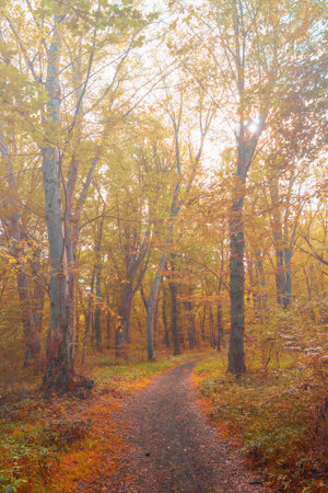 Yellow foggy autumn forest themeの写真素材