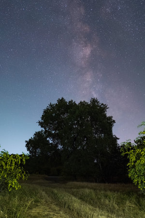 Milky way galaxy over old oak treeの写真素材