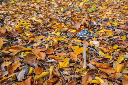 Coprinopsis picacea in autumn forestの写真素材