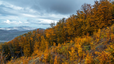 Yellow autumn forest on a mountain slopeの写真素材