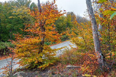 Asphalt road in yellow autumn forestの写真素材