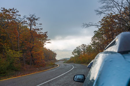 Asphalt road in yellow autumn forestの写真素材