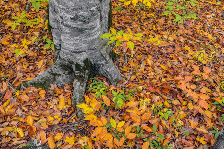 Fallen leaves in the yellow autumn forestの写真素材