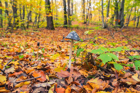 Coprinopsis picacea in autumn forestの写真素材