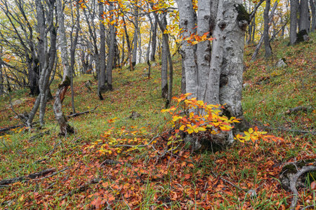 yellowing autumn forest. Fall themeの写真素材
