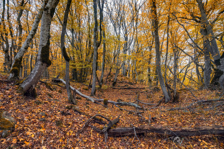 Fallen trees in the autumn forestの写真素材