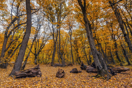 Fallen leaves in the yellow autumn forestの写真素材