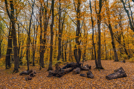 Fallen leaves in the yellow autumn forestの写真素材